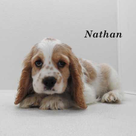 puppy, for, sale, Cocker Spaniel, Joe & Cherri  Overlease, dog, breeder, Miller, MO, dog-breeder, puppy-for-sale, forsale, nearby, find, puppyfind, locator, puppylocator, aca